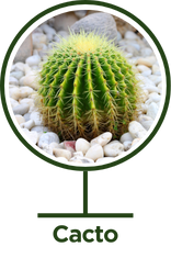 Cacto