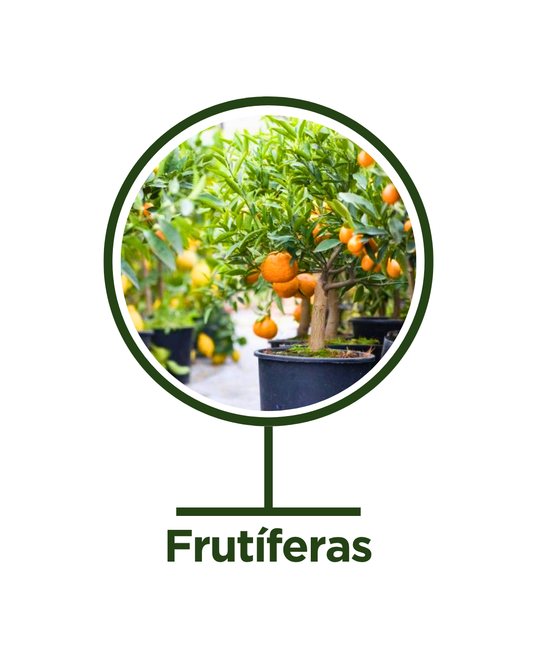 Frutiferas