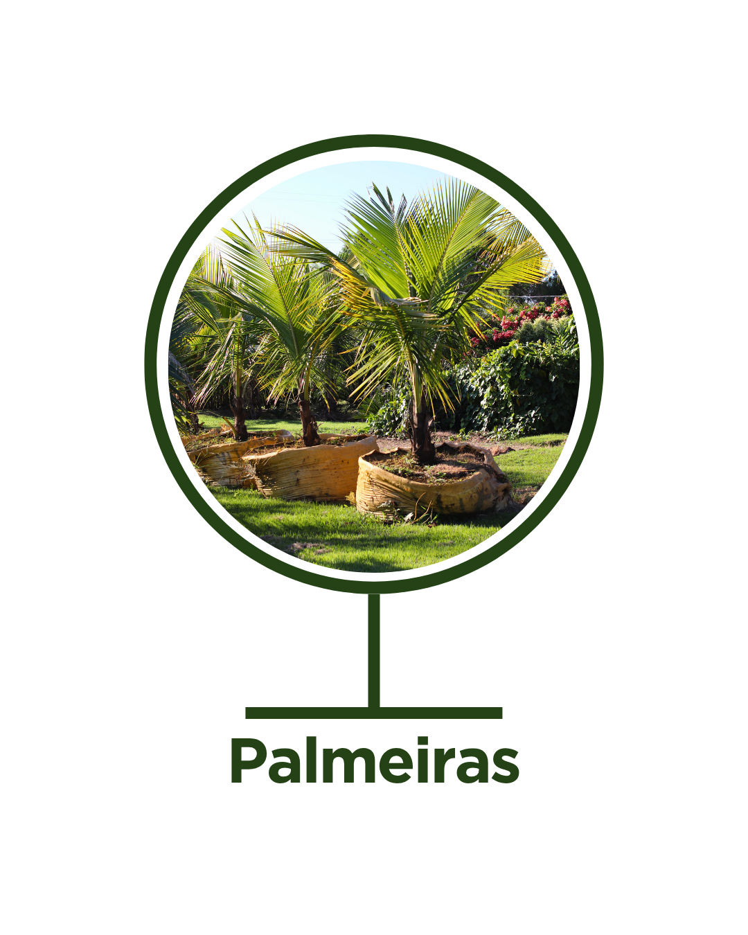Palmeiras
