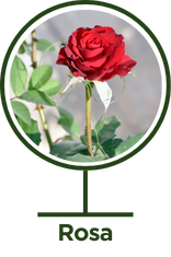 Rosa