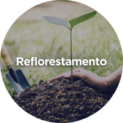 Reflorestamento